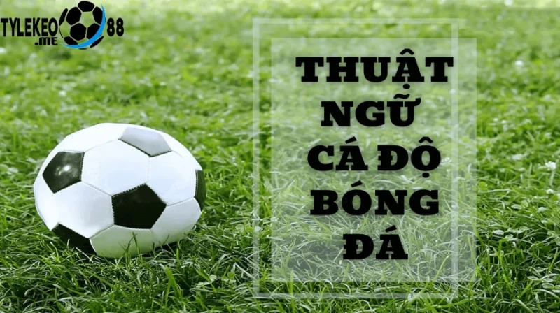 Vì Sao Cần Hiểu Thuật Ngữ Cá Độ Bóng Đá?